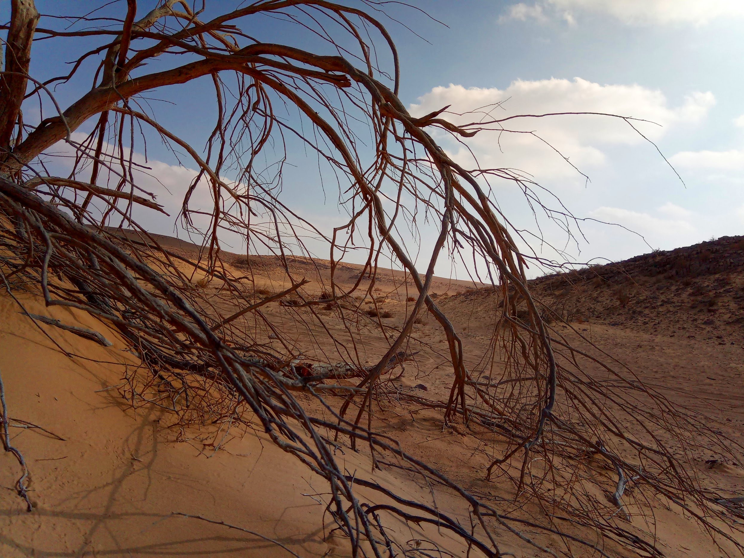 Baum im negev